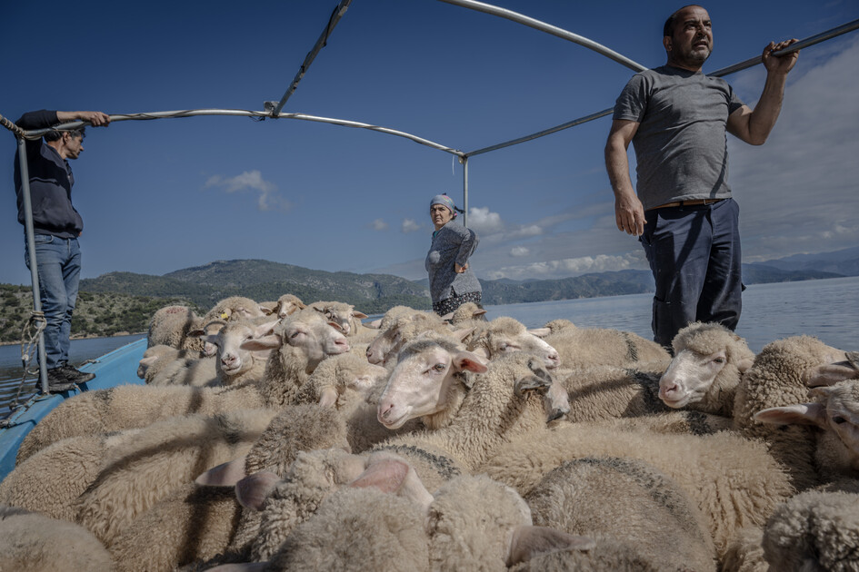 Çobanların karada başlayan göçü, denizde devam eden sıra dışı yolculuğa dönüşüyor