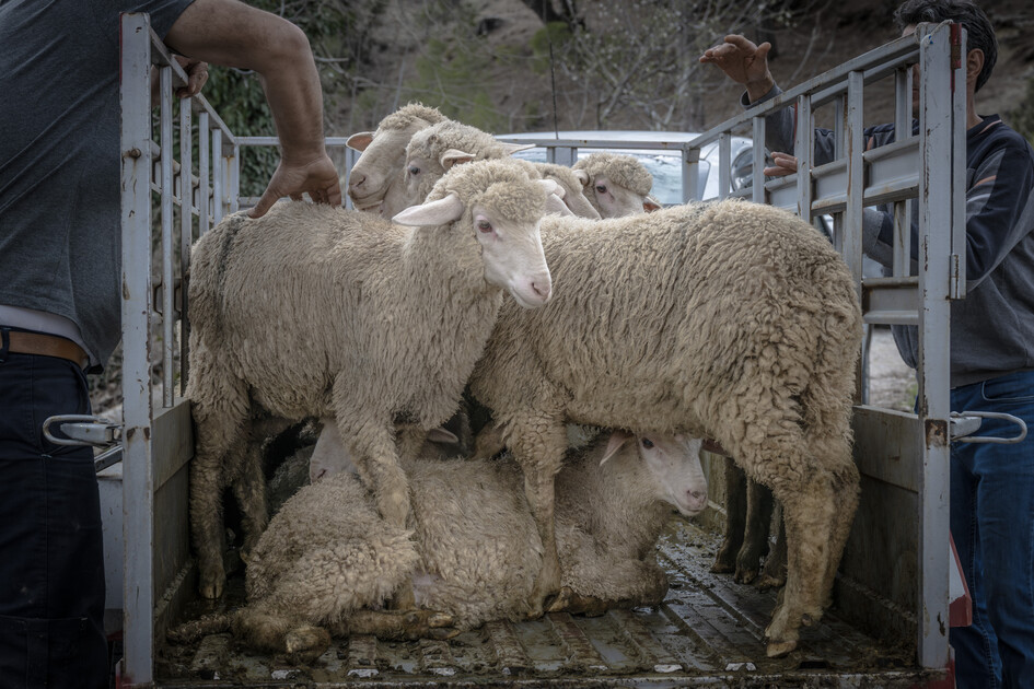 Çobanların karada başlayan göçü, denizde devam eden sıra dışı yolculuğa dönüşüyor