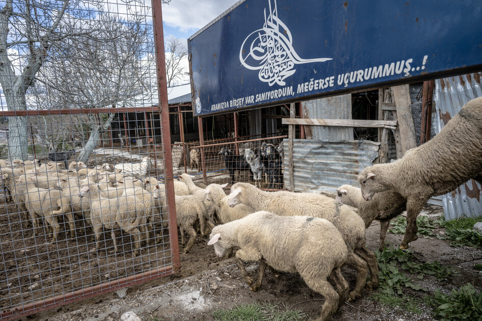 Çobanların karada başlayan göçü, denizde devam eden sıra dışı yolculuğa dönüşüyor