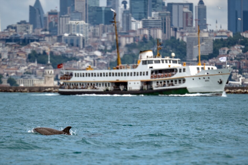 İstanbul Boğazı'nda görsel şölen sunan yunuslar sırt yüzgeçlerindeki izlerden kimliklendiriliyor