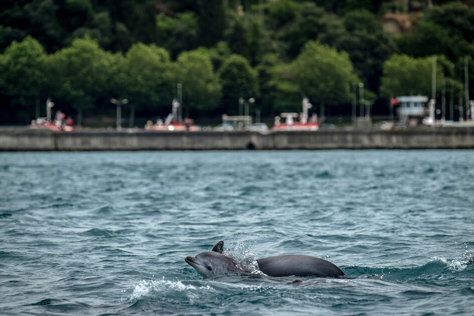 İstanbul Boğazı'nda görsel şölen sunan yunuslar sırt yüzgeçlerindeki izlerden kimliklendiriliyor