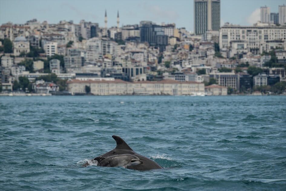 İstanbul Boğazı'nda görsel şölen sunan yunuslar sırt yüzgeçlerindeki izlerden kimliklendiriliyor