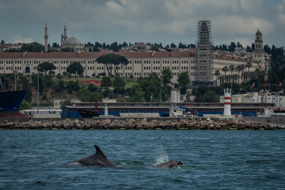 İstanbul Boğazı'nda görsel şölen sunan yunuslar sırt yüzgeçlerindeki izlerden kimliklendiriliyor