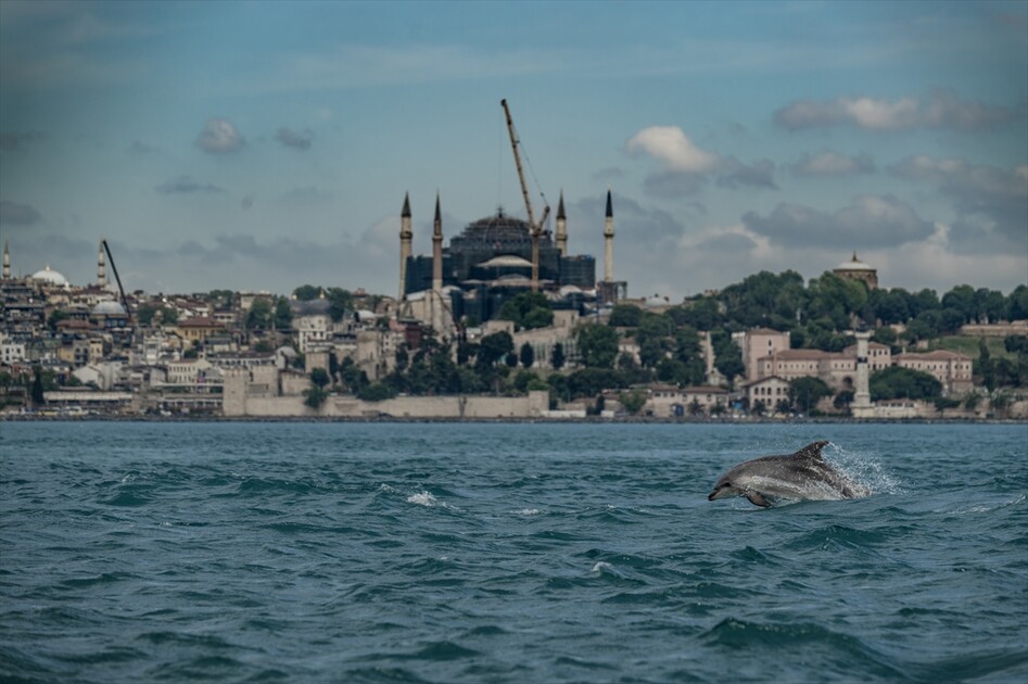 İstanbul Boğazı'nda görsel şölen sunan yunuslar sırt yüzgeçlerindeki izlerden kimliklendiriliyor