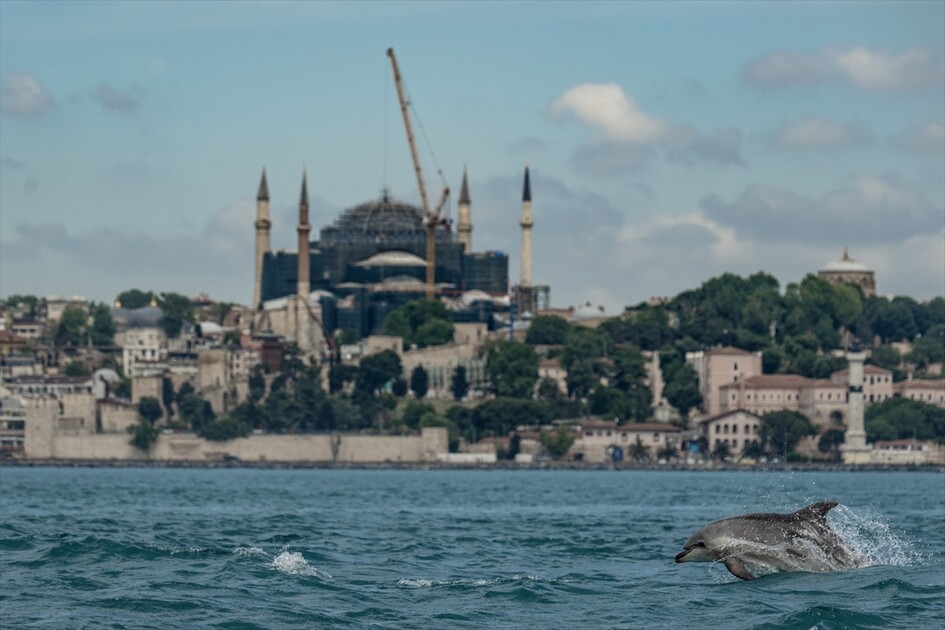 İstanbul Boğazı'nda görsel şölen sunan yunuslar sırt yüzgeçlerindeki izlerden kimliklendiriliyor