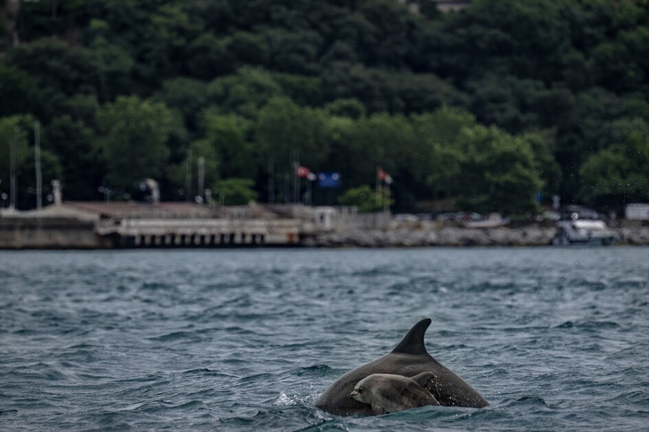 İstanbul Boğazı'nda görsel şölen sunan yunuslar sırt yüzgeçlerindeki izlerden kimliklendiriliyor