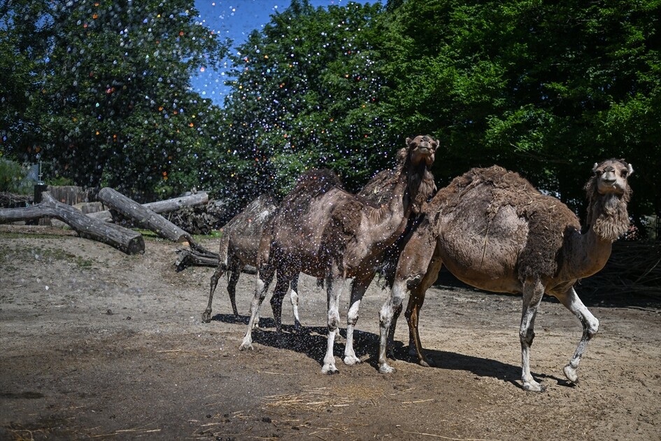 Afrika sıcak hava dalgası Polonya'yı etkisi altına aldı