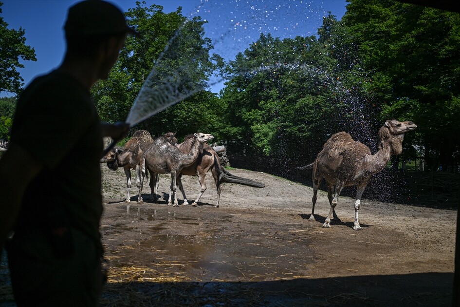 Afrika sıcak hava dalgası Polonya'yı etkisi altına aldı