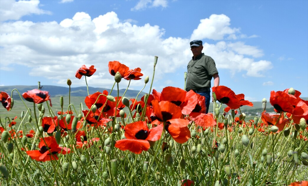 Siruşta Sariqamîşê bi kulîlkên sor û zer xemilî
