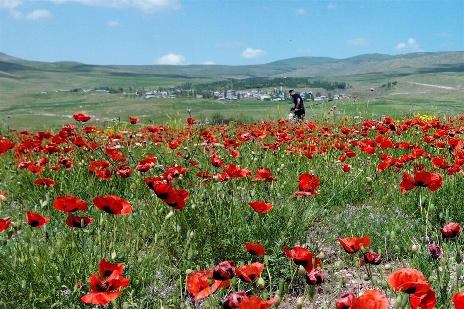 Siruşta Sariqamîşê bi kulîlkên sor û zer xemilî