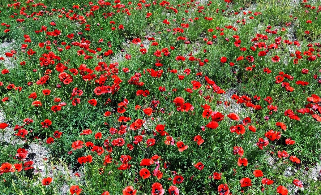 Siruşta Sariqamîşê bi kulîlkên sor û zer xemilî