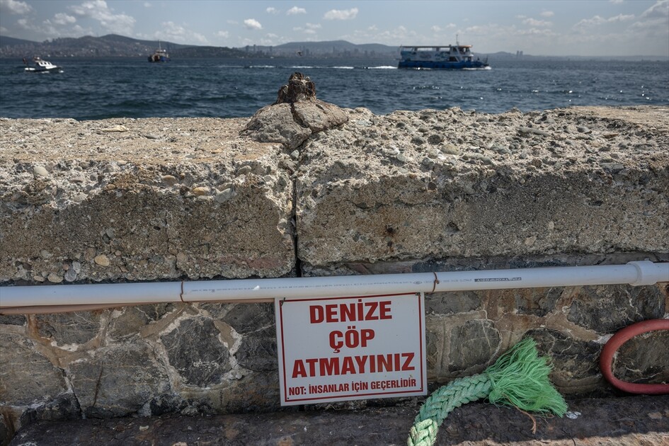 Prens Adaları'nda deniz kuşlarının