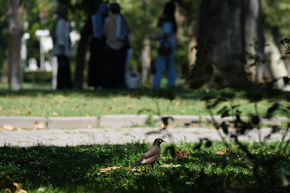 İstilacı kuş çiğdeci İstanbul'da popülasyonunu artırıyor