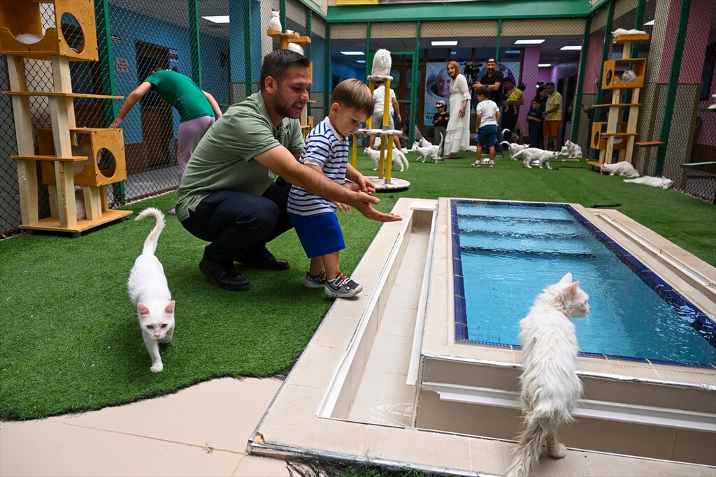 Van'daki Kedi Villası yıl başından bu yana yaklaşık 80 bin ziyaretçi ağırladı