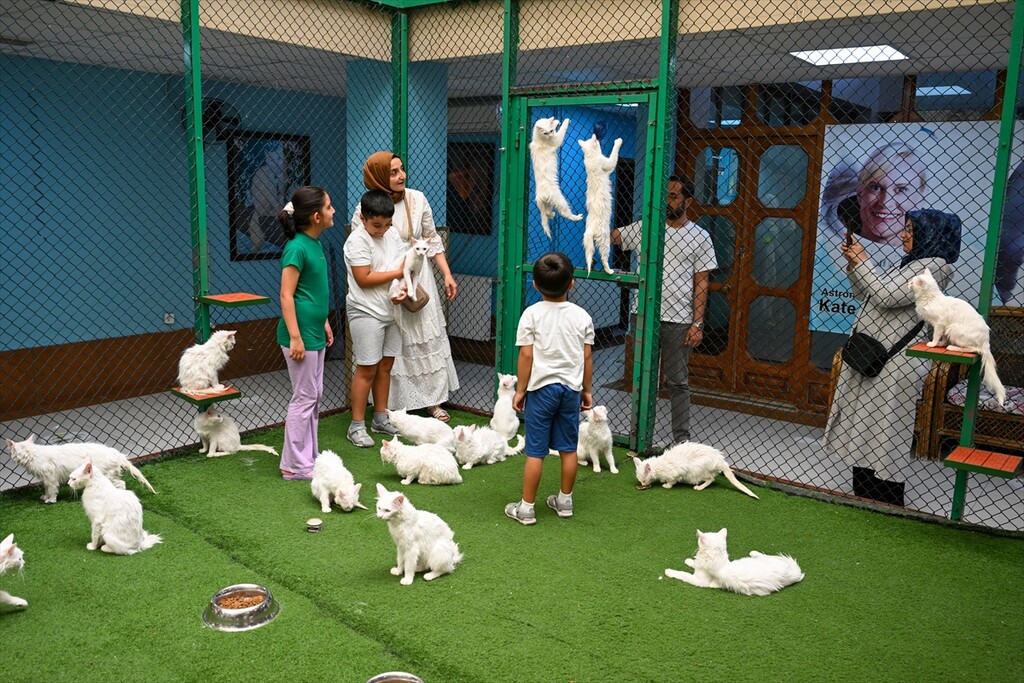 Van'daki Kedi Villası yıl başından bu yana yaklaşık 80 bin ziyaretçi ağırladı