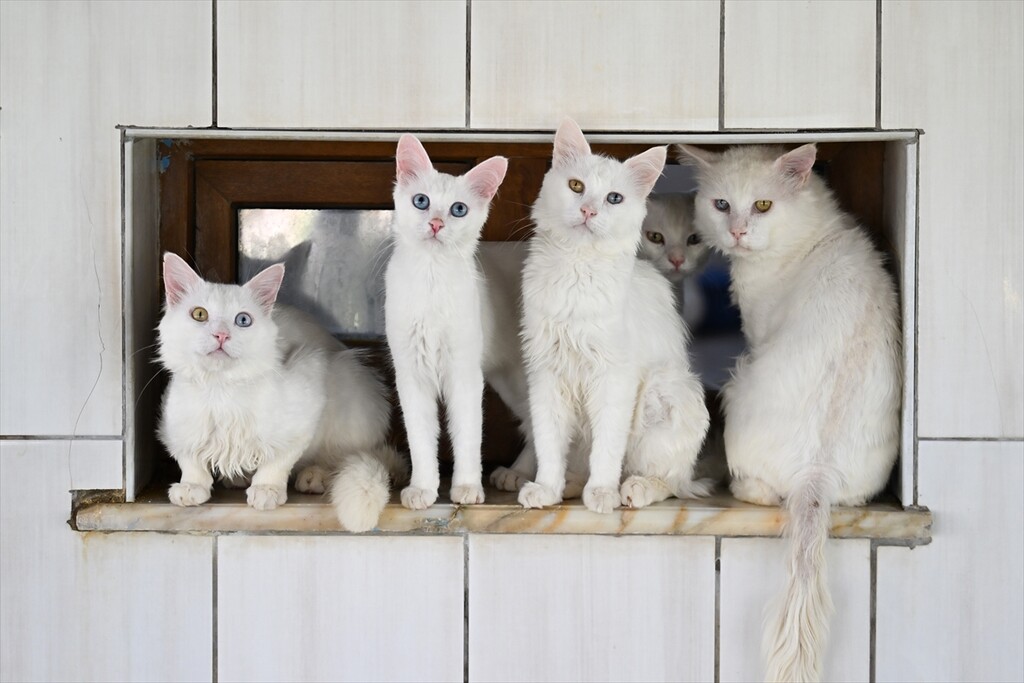 Van'daki Kedi Villası yıl başından bu yana yaklaşık 80 bin ziyaretçi ağırladı