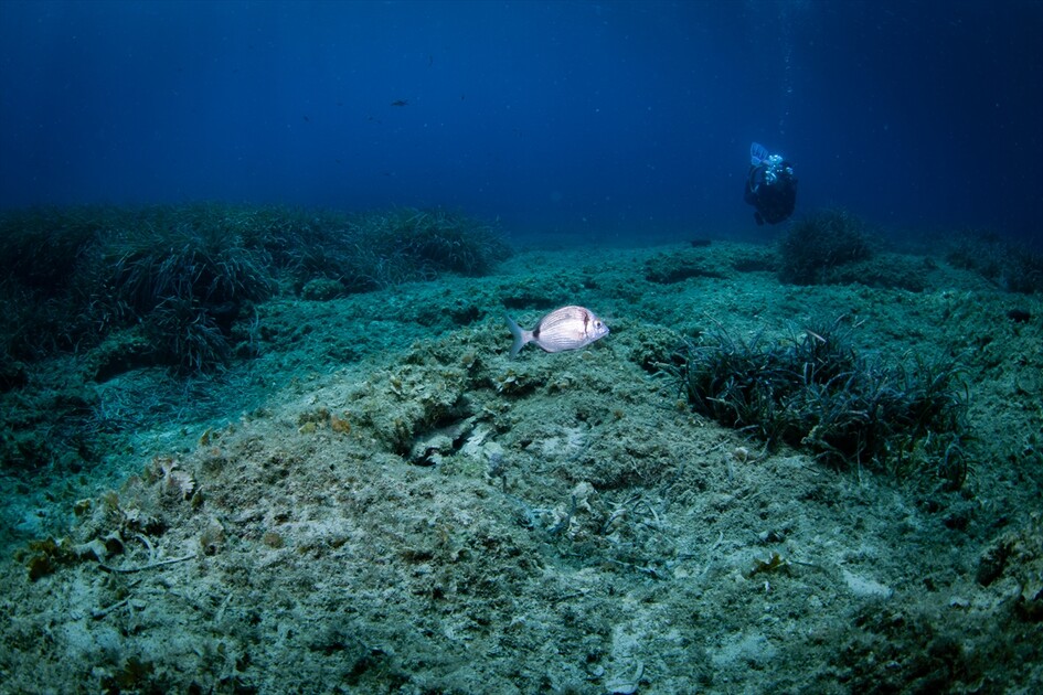 Octopus becomes first inhabitant of artificial reef made from discarded mussel shells in Turkiye's Izmir
