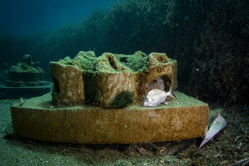 Octopus becomes first inhabitant of artificial reef made from discarded mussel shells in Turkiye's Izmir
