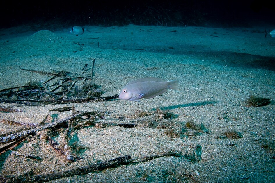 Octopus becomes first inhabitant of artificial reef made from discarded mussel shells in Turkiye's Izmir
