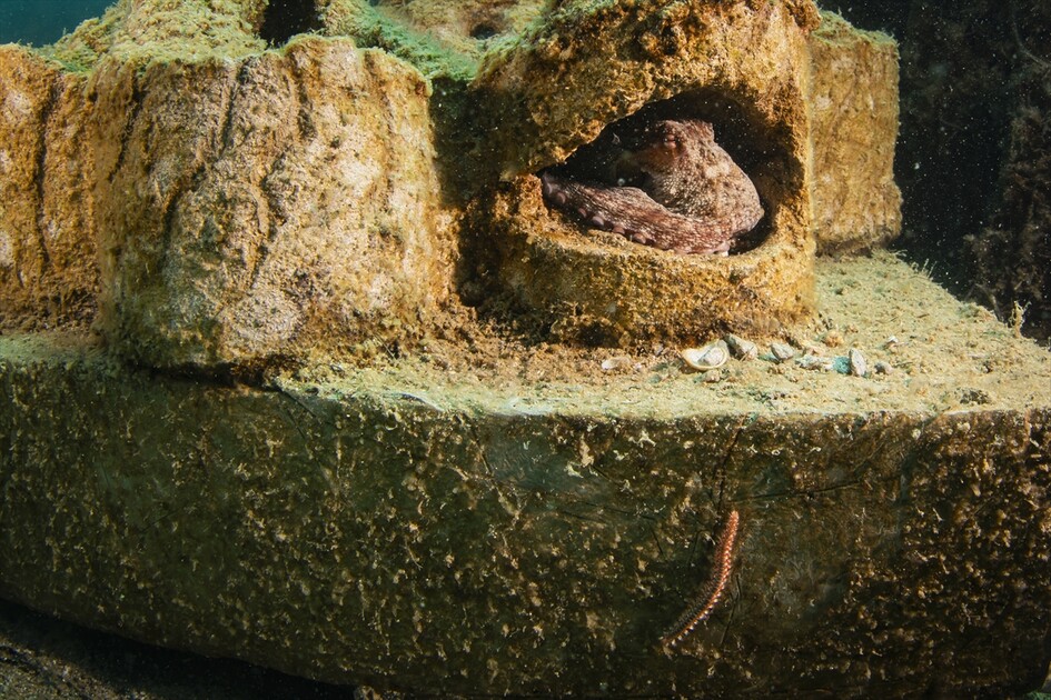 Octopus becomes first inhabitant of artificial reef made from discarded mussel shells in Turkiye's Izmir