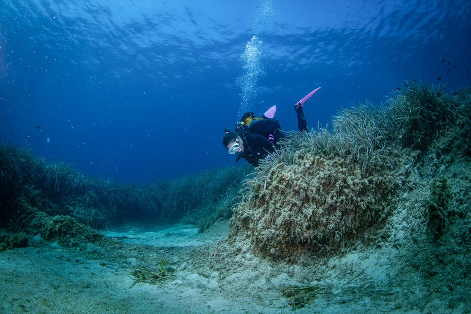 Octopus becomes first inhabitant of artificial reef made from discarded mussel shells in Turkiye's Izmir