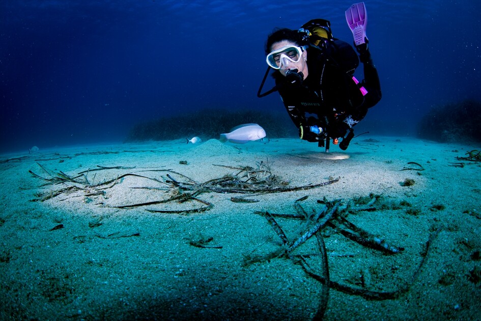 Octopus becomes first inhabitant of artificial reef made from discarded mussel shells in Turkiye's Izmir