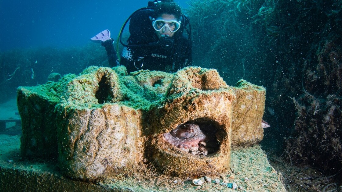 Octopus becomes first inhabitant of artificial reef made from discarded mussel shells in Turkiye's Izmir