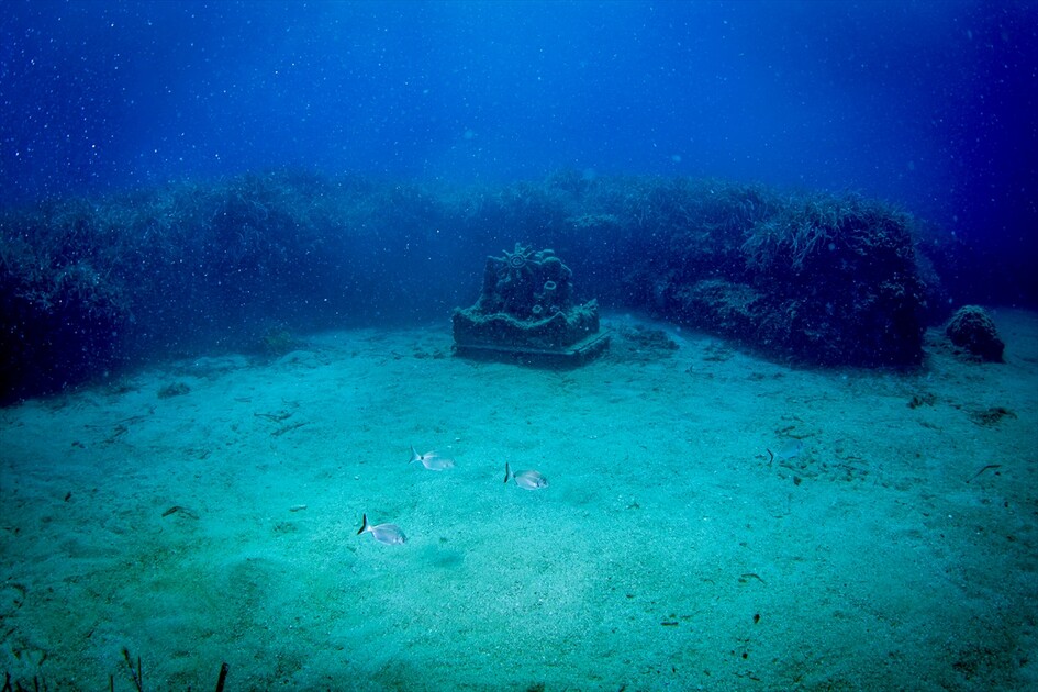Octopus becomes first inhabitant of artificial reef made from discarded mussel shells in Turkiye's Izmir