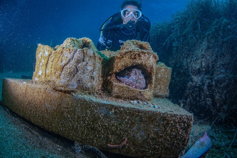 Octopus becomes first inhabitant of artificial reef made from discarded mussel shells in Turkiye's Izmir