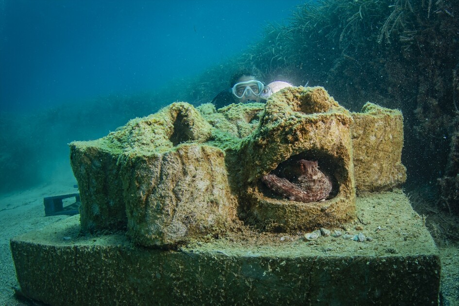 Octopus becomes first inhabitant of artificial reef made from discarded mussel shells in Turkiye's Izmir