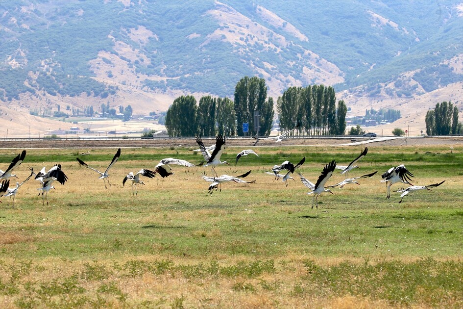 Leglegên Deşta Mûşê ji bo koçê xwe amade dikin