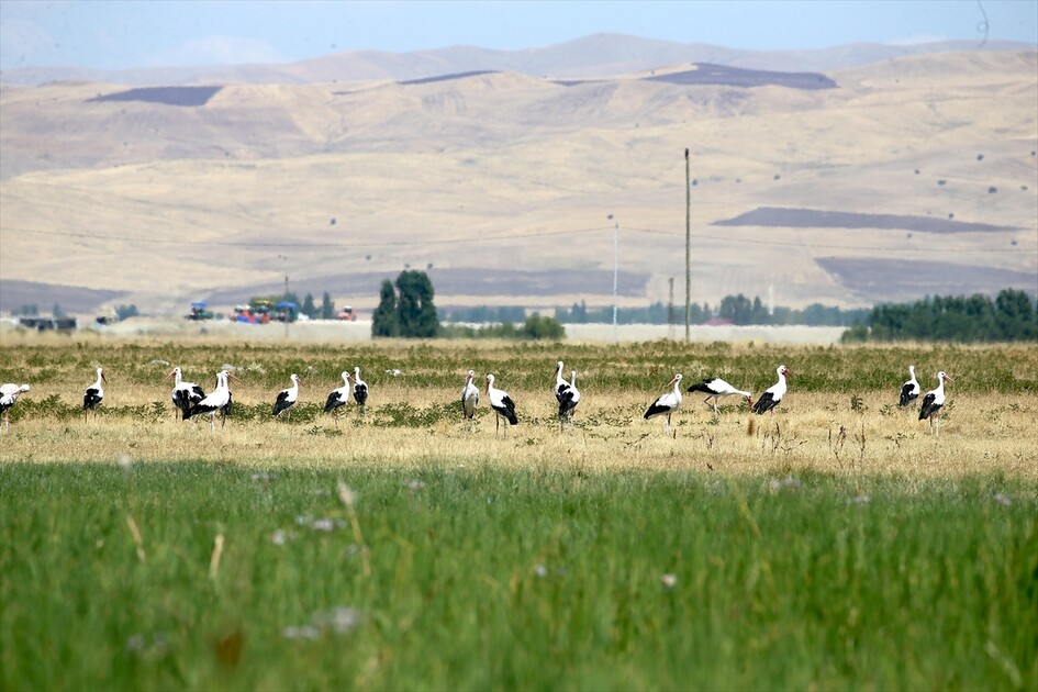 Leglegên Deşta Mûşê ji bo koçê xwe amade dikin