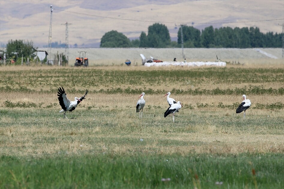 Leglegên Deşta Mûşê ji bo koçê xwe amade dikin