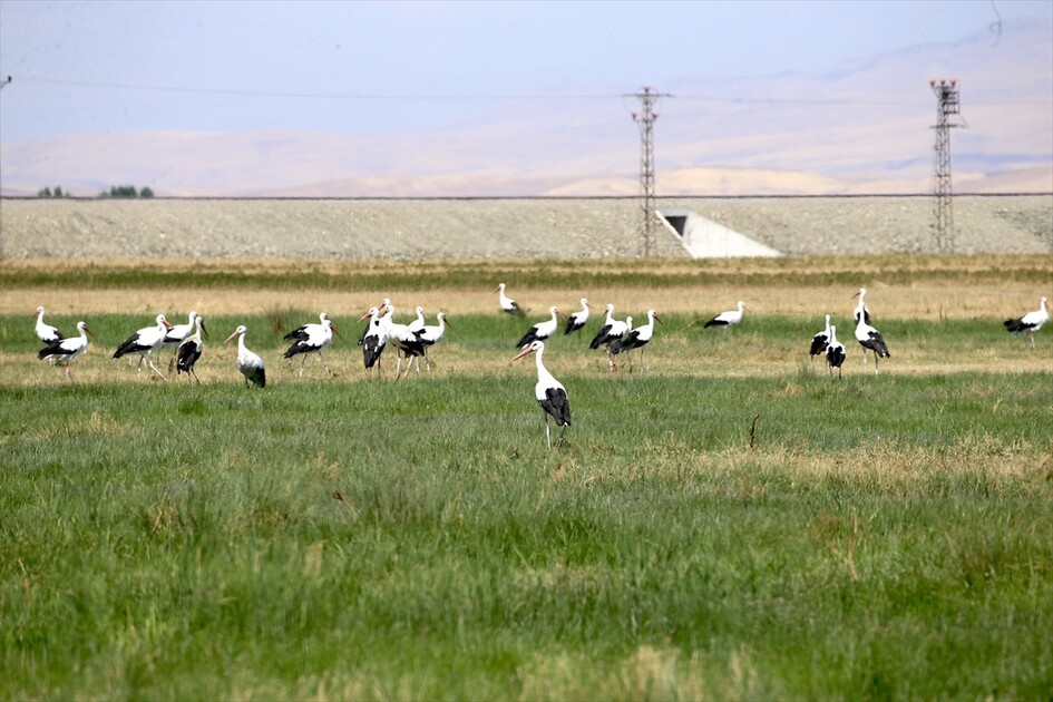 Leglegên Deşta Mûşê ji bo koçê xwe amade dikin
