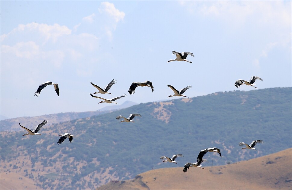 Leglegên Deşta Mûşê ji bo koçê xwe amade dikin